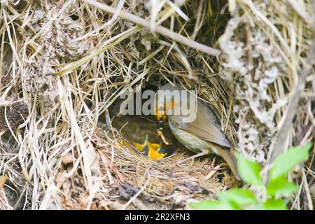 Robin erithacus rubecula, poussins d'alimentation adultes au nid, Suffolk, Angleterre, mai Banque D'Images