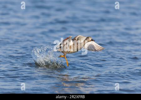 Gadwall Anas strespera, adulte, homme volant, décollage de l'eau, réserve naturelle de Minsmere RSPB, Suffolk, Angleterre, mai Banque D'Images