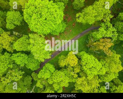 Bluebell Wood, Kinclaven, Écosse Banque D'Images
