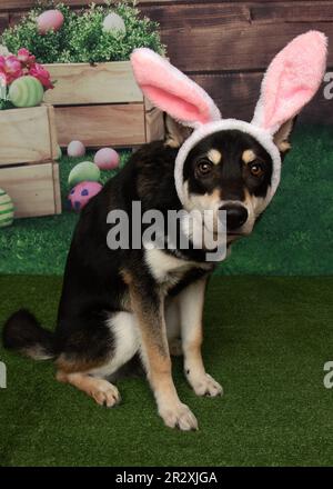 Joli chien Husky MIX portant des œufs de Pâques vert herbe portrait de printemps Banque D'Images