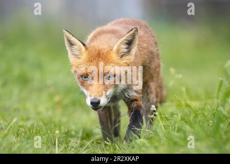 Renard à œil vert marchant vers l'appareil photo dans l'herbe verte Banque D'Images