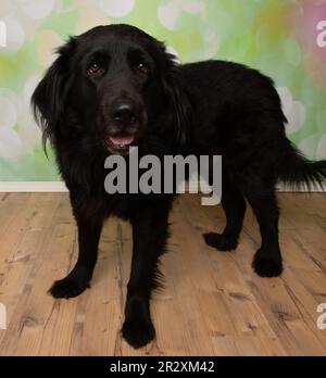 mignon chien noir chiot avec les yeux bruns debout portrait Banque D'Images