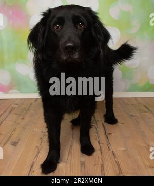 mignon chien noir chiot avec les yeux bruns debout avec la bouche fermé portrait Banque D'Images