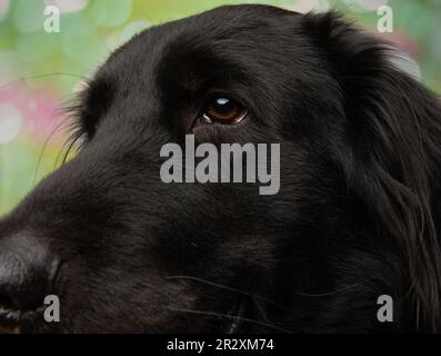 joli chien noir chiot gros plan brun oeil portrait Banque D'Images