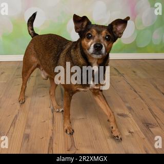 mignon brun et blanc jack russell chihuahua attrapant le portrait de marche Banque D'Images