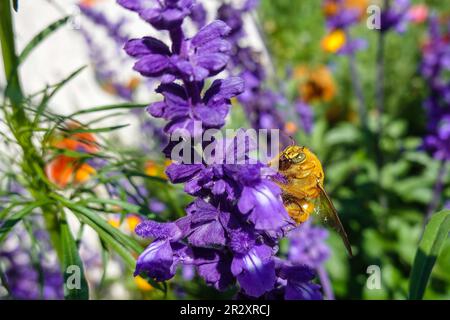 Mâle Valley Carpenter Bee ( Xylocopa sonorina ) également connu sous le nom d'abeille d'ours Teddy à la recherche de pollen sur une fleur de salvia pourpre Banque D'Images