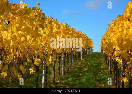 Feuilles de vigne jaunes, BW. Sulzfeld, vignoble en automne Banque D'Images