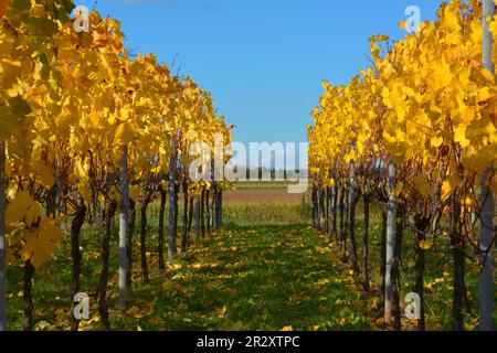 Feuilles de vigne jaunes, BW. Sulzfeld, vignoble en automne Banque D'Images