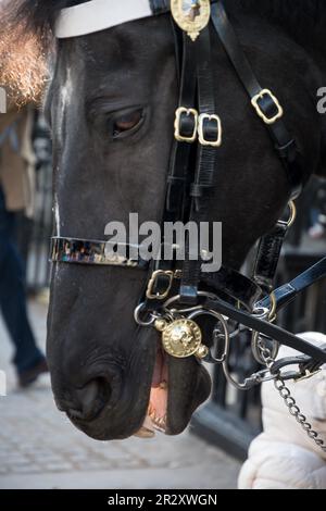 LONDRES - 3 NOVEMBRE : Cheval de la cavalerie de la maison Queens à Londres le 3 novembre 2013 Banque D'Images