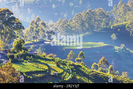 Plantations de légumes cultivées à flanc de colline au Sri Lanka. Beaux paysages ruraux Banque D'Images