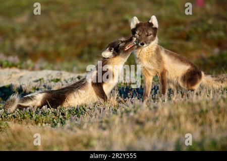 Fox arctique (Alopex lagopus) paire adulte, manteau d'été, interaction sur la toundra, Nunavut, Canada Banque D'Images