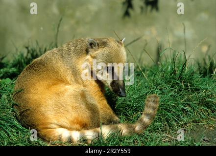 Coati (Nasua nasua), coati, petits ours, prédateurs, mammifères, animaux, coati assis sur l'herbe Banque D'Images