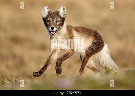 Renard arctique (Alopex lagopus) adulte femelle, manteau d'été, running, Nunavut, Canada Banque D'Images