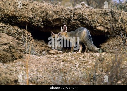 Cape Fox, Cama Fox, Silverback Fox, Cape renards (Vulpes chama), cape renards, Cama renards, Fox, renards, Canines, prédateurs, mammifères, animaux, Cape Fox Banque D'Images