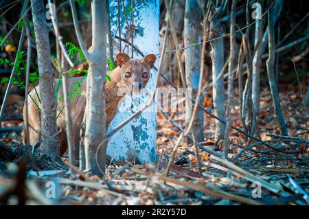 Fossa, fossas (Cryptoprocta ferox), endémique, prédateurs, mammifères, Animaux, Fossa femelle adulte, debout parmi les troncs d'arbres dans la forêt, Madagascar Banque D'Images