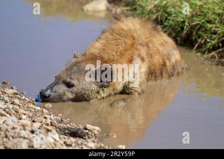 Hyena tachetée, hyènes tachetées (Crocuta crocuta), Hyena, hyènes, canines, prédateurs, Mammifères, animaux, Hyena tacheté adulte, refroidissement dans l'eau Banque D'Images