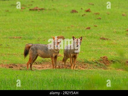 Jacal doré, jaques dorées (Canis aureus), jacal, jaques, canines, prédateurs, Mammifères, animaux, paire d'adultes de Golden Jackal, debout dans les prairies Banque D'Images