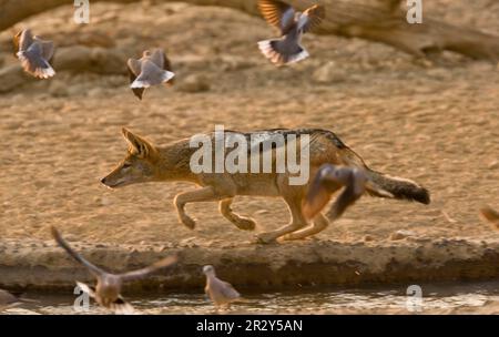 Jackal à dos noir (Canis mesomelas) adulte, chasse aux colombes du cap Turtle (Streptopelia capicola) au bord du trou d'eau, désert de Kalahari, Kalahari Banque D'Images