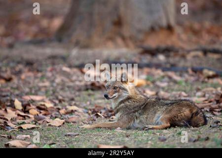 Golden Jackal (Canis aureus) adulte, en forêt, Kanha N. P. Madhya Pradesh, Inde Banque D'Images