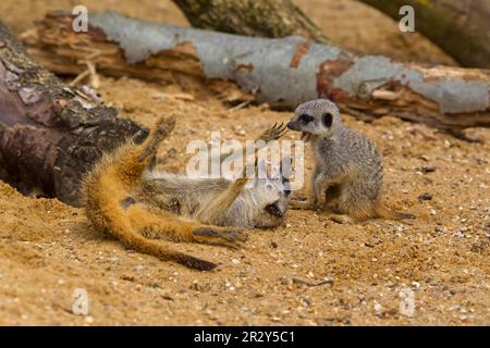 Meerkat (Suricata suricata) Meerkat, prédateurs, mammifères, chats rampants, animaux, Meerkat adulte et bébé, lutte sur le sable (captif) Banque D'Images