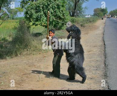 Ursus ursinus, ours en peluche, ours en peluche (Melursus ursinus), ours, prédateurs, mammifères, animaux, Inde, Sloth Bear danse au bord de la route, près d'Agra Banque D'Images