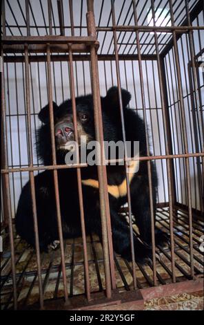 Ours noir asiatique (Selenarctos thibetanus) en cage sur ferme d'ours, bile d'ours, utilisé pour fournir la bile de la vésicule biliaire, Hanoi, Vietnam Banque D'Images