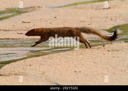 Mongoose mince (Galerella sanguinea) adulte, courant et saut sur le ruisseau, Kruger N. P. Afrique du Sud Banque D'Images