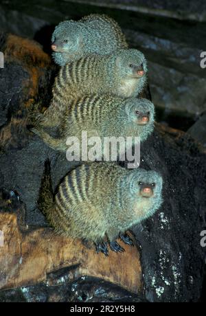 Mongoose (Mungos mungo), en gros plan Banded de quatre dans une ligne sur la branche Banque D'Images