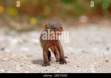 Bernache de zèbre, mongoses baguées (Mungos mungo), prédateurs, mammifères, chats néakeux, animaux, Bébé Mongoose bagué, Etosha, Namibie Banque D'Images