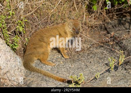 Petite bernache (Galerella sanguinea), adulte, assise sur des rochers, Serengeti N. P. Tanzanie Banque D'Images