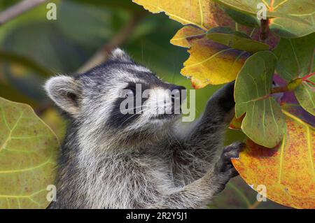 Raton laveur, ratons laveurs (Procyon lotor), petits ours, prédateurs, mammifères, Animaux, adulte de la couleuvre agile, fourrageant parmi les feuilles, Ding Darling N. W. R. Banque D'Images