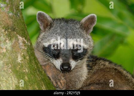 Raton laveur de crabe (Procyon cancorivorus) adulte, gros plan de la tête, reposant sur une branche d'arbre dans la forêt tropicale, province de Manuel Antonio N. P. Puntarenas Banque D'Images