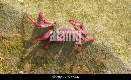 Grapsus adscensionis est un crabe rouge très répandu sur les côtes rocheuses de la Grande Canarie. Leurs couleurs vives, y compris une teinte orange-rouge intense, les font Banque D'Images