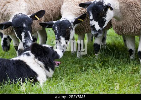 Collie frontière et moutons domestiques Banque D'Images