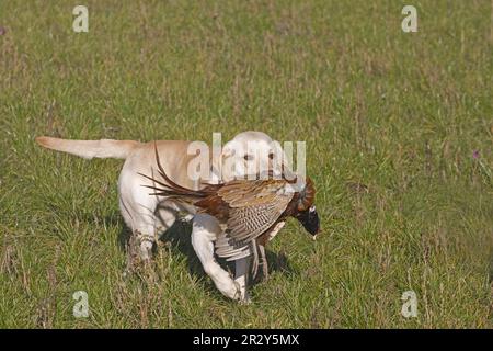 Chien domestique, Retriever du Labrador jaune, adulte, chien de chasse, Pheasant commun (Phasianus colchicus), Norfolk, Angleterre, Royaume-Uni Banque D'Images