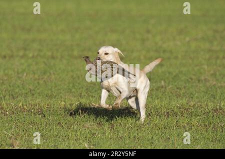 Chien domestique, Retriever du Labrador jaune, adulte, chien de chasse, Pheasant commun (Phasianus colchicus), Norfolk, Angleterre, Royaume-Uni Banque D'Images