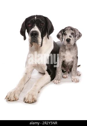 Bonne Dane avec votre chiot Banque D'Images