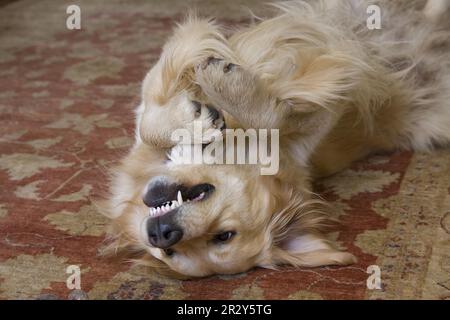 Chien domestique, Golden Retriever, adulte, roulant sur le dos et les dents de roulement, posant sur le tapis dans le salon, Angleterre, Royaume-Uni Banque D'Images