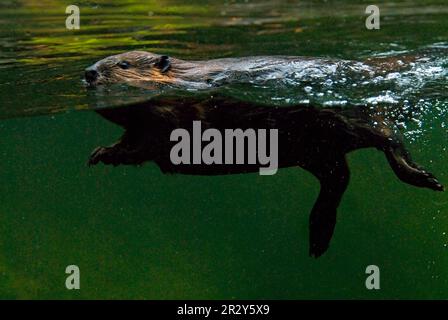 Castor canadien, castor nord-américain (Castor canadensis), castor canadien (Castor fiber canadensis), castor, rongeurs, mammifères, animaux, Américain Banque D'Images