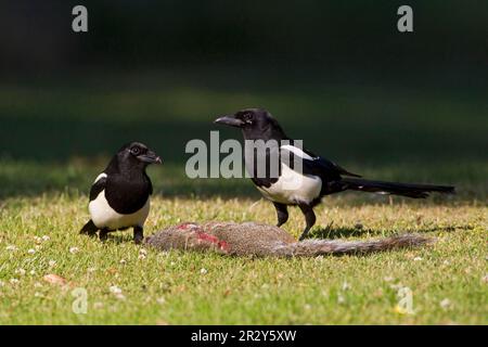 Magpie européenne (Pica pica) deux adultes se nourrissant sur la carcasse de l'écureuil gris de l'est (Sciurus carolinensis), Oxfordshire, Angleterre Banque D'Images