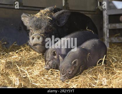 Cochon vietnamien à ventre plat, truie et porcelet, cochon vietnamien à ventre plat Banque D'Images