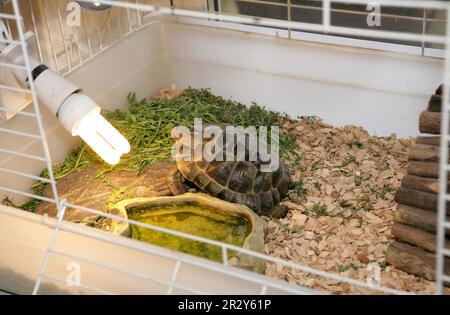 Tortue hermann (Testudo hermanni) adulte, bain de soleil avec ampoule dans la cage Banque D'Images