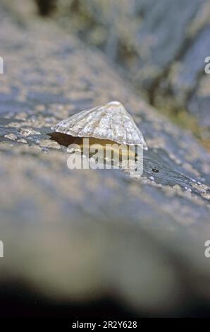 Animal de compagnie commun (Katella vulgata), adulte, coquille de levage sur roche chaude cuite au soleil, Cornouailles, Angleterre, Royaume-Uni Banque D'Images