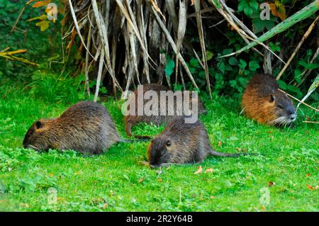 Nutria, rat castor, castor marécageux, castor de queue, rat de queue, Coypu, nutrias (Myocastor coypus), rats castors, nutrias, coypus, rongeurs, mammifères, animaux Banque D'Images