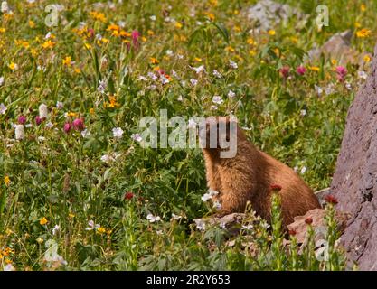 Marmotte à ventre jaune (Marmota flaviventris) adulte, parmi les fleurs sauvages, col de l'ours noir, Ouray, montagnes de San Juan, COLORADO (U.) S. A. Banque D'Images