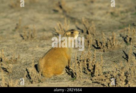 Chien de prairie à queue blanche (Cynomys leucurus), chien de prairie à queue blanche, chien de prairie à queue blanche, rongeurs, mammifères, Animaux, Prairie à queue blanche Banque D'Images