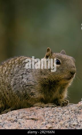 Écureuil maculé mexicain, écureuil maculé mexicain, rongeurs, mammifères, animaux, Écureuil roux tacheté (Spermophilus spillosoma) gros plan (S) Banque D'Images