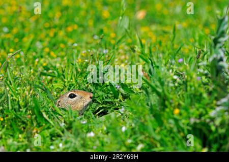 European Souslik (Spermophilus citellus) adulte, en train de partir de l'entrée des terriers, Bulgarie Banque D'Images