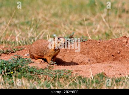 Gunnison, chien de prairie de Gunnison, chiens de prairie de Gunnison (Cynomys), chien de prairie de montagne de roche, chiens de prairie de montagne de roche, rongeurs, mammifères, animaux Banque D'Images