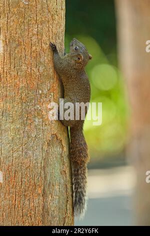 Écureuil à ventre rouge, écureuil de Pallas, rongeurs, mammifères, animaux, Écureuil de Pallas (Callosciurus erythraeus) adulte, accroché au tronc de l'arbre Banque D'Images